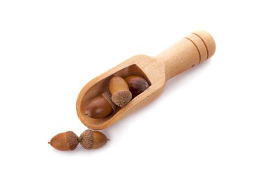 Olgun meşe palamutları beyaz bir arkaplanda izole edilmiş