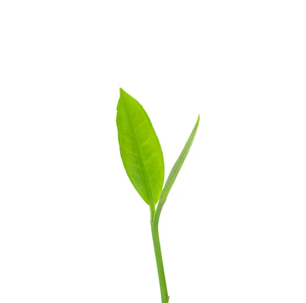 Hoja de té verde sobre fondo blanco — Foto de Stock