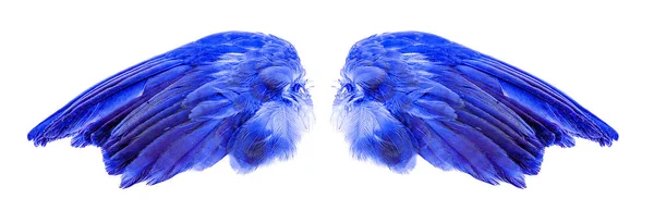 Angel wings on white background — Stock Photo, Image