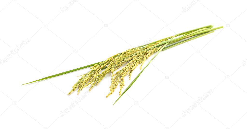 Ears of paddy rice grain isolated on white