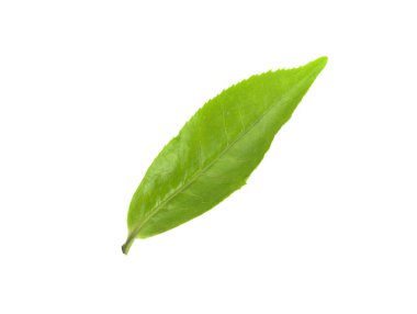Beyaz arkaplanda yeşil çay yaprağı izole
