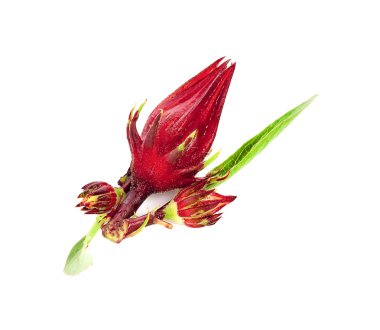 Roselle beyaz arkaplanda izole edildi