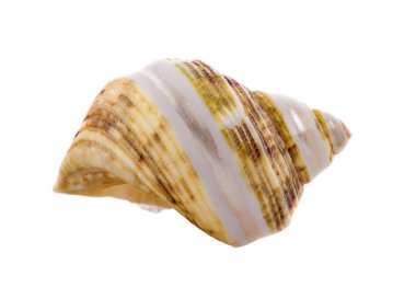 Deniz kabuğu beyaz arkaplanda izole edilmiş