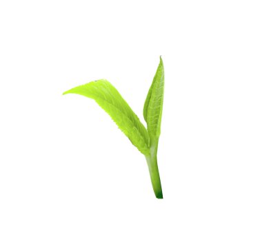 Beyaz arkaplanda yeşil çay yaprağı izole