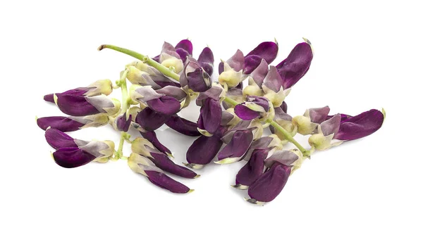 Beyaz arkaplanda çok sayıda pruriens izole edildi 