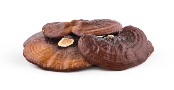 Cogumelo Ganoderma Lucidum seco isolado em fundo branco.Li — Fotografia de Stock