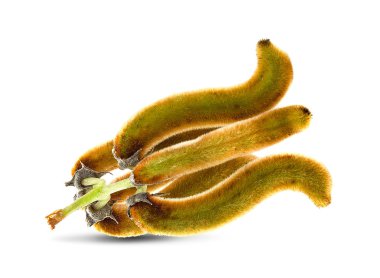 Beyaz zemin üzerinde ısırgan otu kahverengi kapsülleri (Mucuna pruriens).