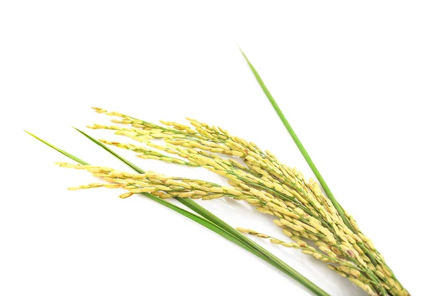 Zelený hrot rýže izolované na bílém pozadí — Stock fotografie