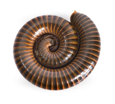 Beyaz arka plan üzerinde izole edilmiş bir kırkayak