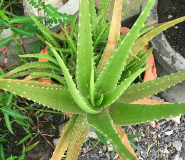Aloe Vera (Aloe barbadensis Mill., Star kaktüs, A da denir