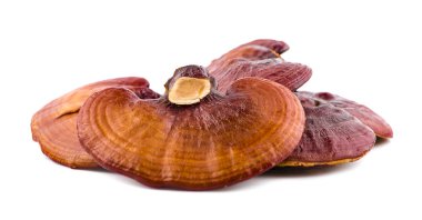 Kuru Ganoderma lucidum mantar beyaz arka planda izole. Li