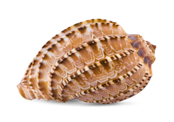 Sea shell isolated on white background — Stock Photo, Image