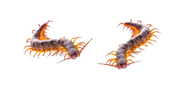 Centipede an isolated on white background — Stock Photo, Image