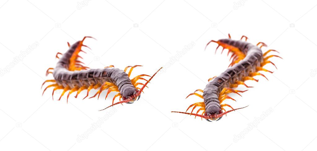 centipede an isolated on white background