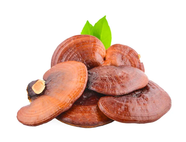 Ganoderma Lucidum Mantarı beyaz arka planda izole edildi