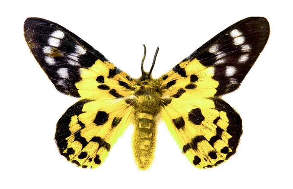Bela borboleta amarela isolada no fundo branco — Fotografia de Stock