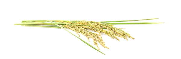 Уши рисового зерна изолированы на белом — стоковое фото