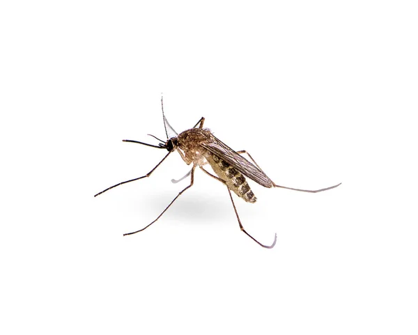 Mosquito isolated on white background — Stock Photo, Image