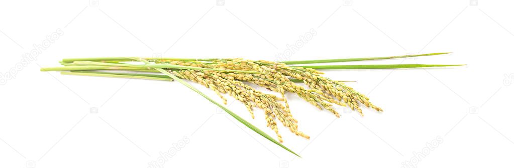 Ears of paddy rice grain isolated on white