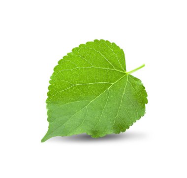 Beyaz arkaplanda yeşil dut yaprağı izole edildi