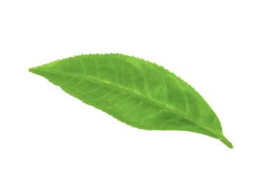 Beyaz arkaplanda yeşil çay yaprağı izole