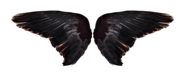 Beyaz arkaplanda izole edilmiş kanatlar