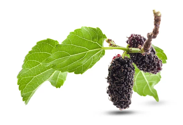 Dut Meyve ve beyaz arka plan sağlıklı m dut yaprağı