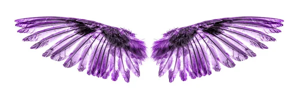 흰 배경에 있는 천사 날개 — 스톡 사진