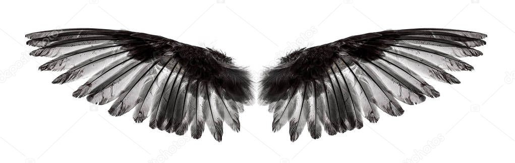 Angel wings on white background — Stock Image Angel wings on white background Stock Photo