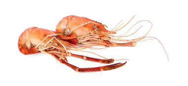 Beyaz arka plan üzerinde yanmış karides