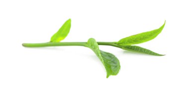 Beyaz arkaplanda yeşil çay yaprağı izole