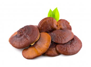 Kuru Ganoderma lucidum mantar beyaz arka planda izole. Li