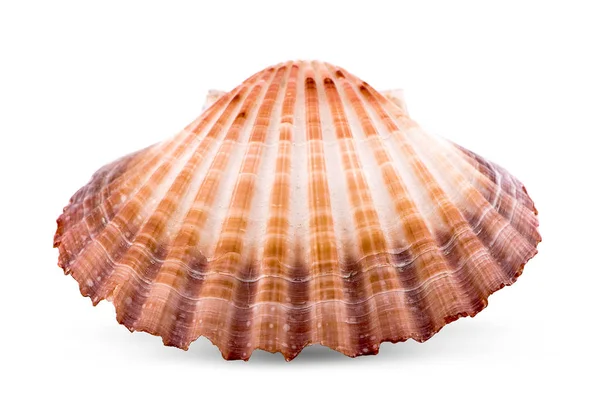 Coquille de mer un isolé sur fond blanc — Photo