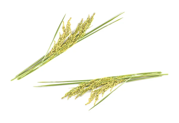 Уши рисового зерна изолированы на белом — стоковое фото