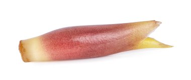 Beyaz arkaplanda Myoga izole edildi