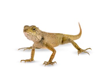 bukalemun beyaz arkaplanda izole edildi