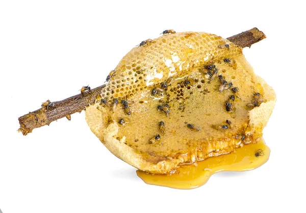 Wabenstück Honigscheibe Isoliert Auf Weißem Hintergrund — Stockfoto