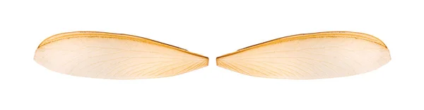 在白色背景查出的 Mayfly Shshfly 昆虫的翅膀 — 图库照片