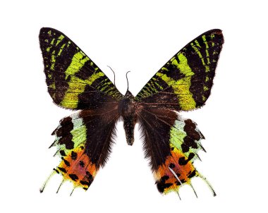 güzel kelebek üzerinde beyaz izole