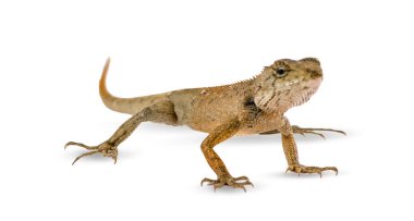 bukalemun beyaz arkaplanda izole edildi