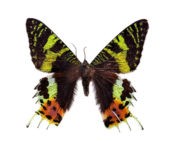 güzel kelebek üzerinde beyaz izole