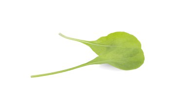 Beyaz arka planda yalıtılmış Çin lahanası sebzesi