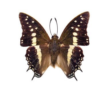 ipten kelebek, üzerinde beyaz izole