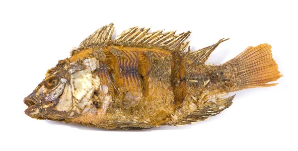 Hot fried fish isolated on white background — Stock Photo, Image
