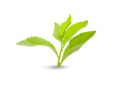 Beyaz arkaplanda taze yeşil yaprak