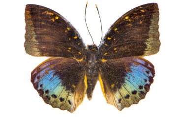 Arşidük (Lexias pardalis) beyaz arka planda izole edilmiş güzel kelebek