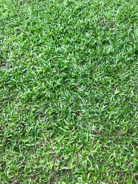 Zoysia matrella Merrill or Manila Grass or Temple Grass or Bangkok Grass clipart