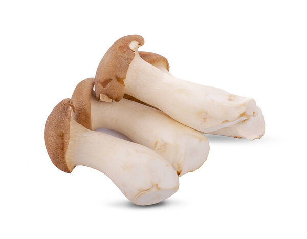 mushrooms isolated on white background