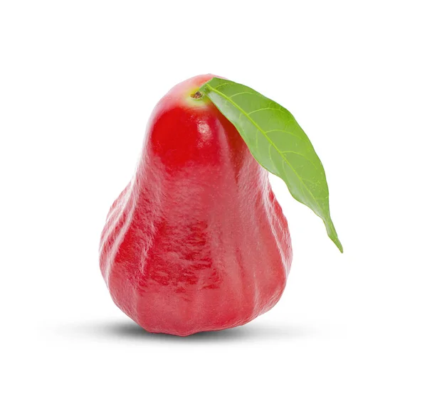 Rose Äpplen Eller Chomphu Isolerad Vit Bakgrund — Stockfoto
