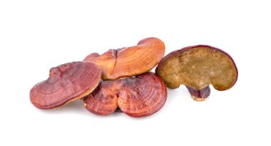 Ganoderma Lucidum Mantarı beyaz arka planda izole edildi